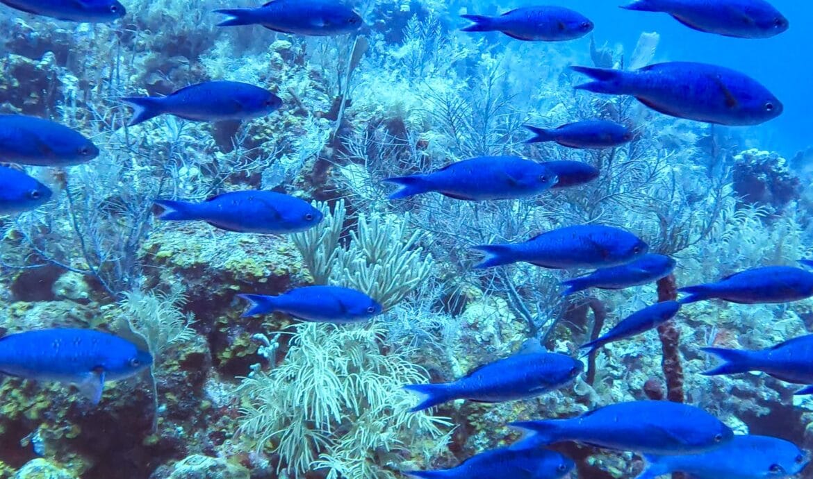 marine life in Utila Honduras